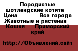 Породистые шотландские котята. › Цена ­ 5 000 - Все города Животные и растения » Кошки   . Приморский край